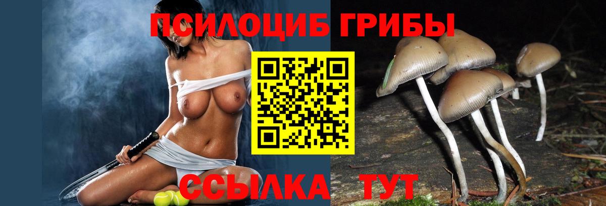 Знаменск  Галлюциногенные грибы прущие грибы  где найти наркотики  Вход с VPN 